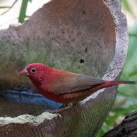 Red-billed Firefinch